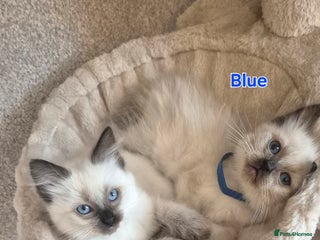 Ragdoll cats 1 Ragdoll Boy left / Parents health tested 💖 - Advert 11