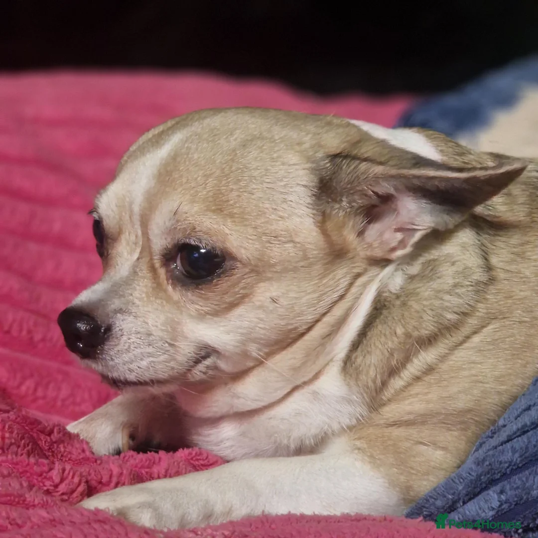 Chihuahua dogs for sale: 3 chihuahuas for sale/adoption  - Advert 4