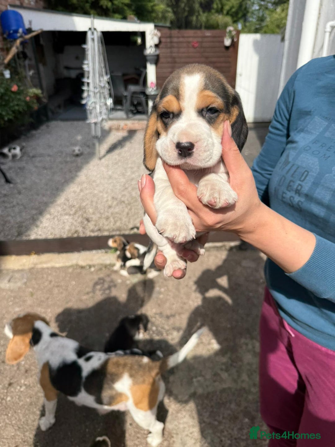 Beagle dogs for sale: Beagle puppies ready soon💕 - Image 9