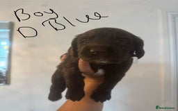 Cocker Spaniel dogs for sale: Cocker Spaniel Puppies - Image 12