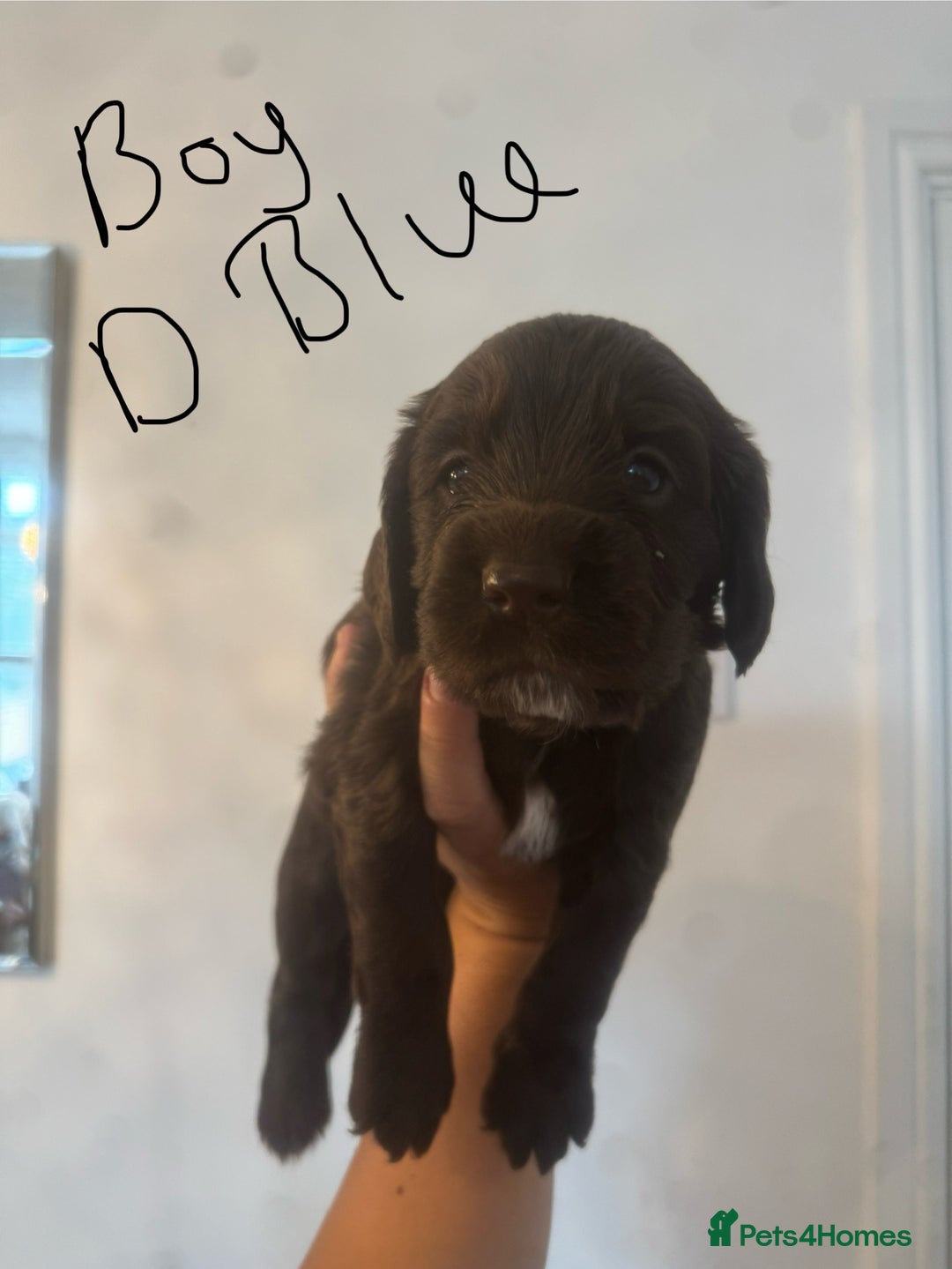Cocker Spaniel dogs for sale: Cocker Spaniel Puppies - Image 12