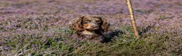 Cocker Spaniel dogs for sale: LAST BOY RED COLLAR 🔴 - Advert 9