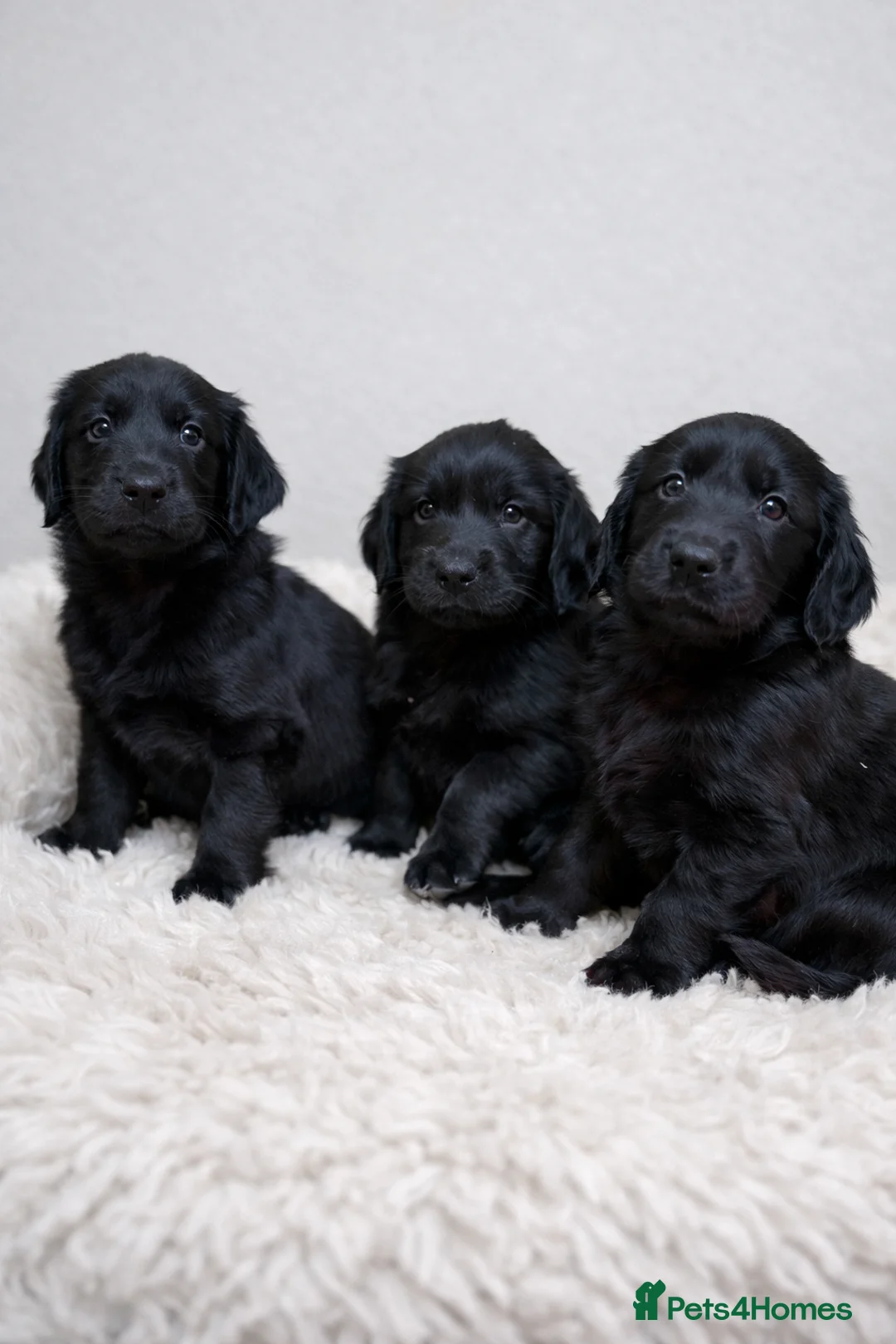 Flat coated Retriever dogs for sale: KC Flat Coated Retriever puppies  - Advert 6