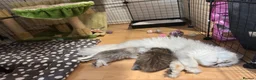 Persian cats for sale: Stunning Persian chinchilla kittens  - Advert 27