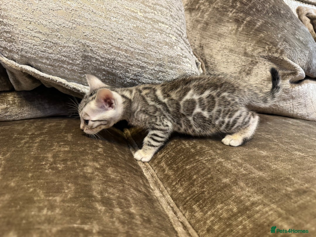 Bengal cats for sale: Exceptional TICA Registered Bengals- Champion Line - Advert 20