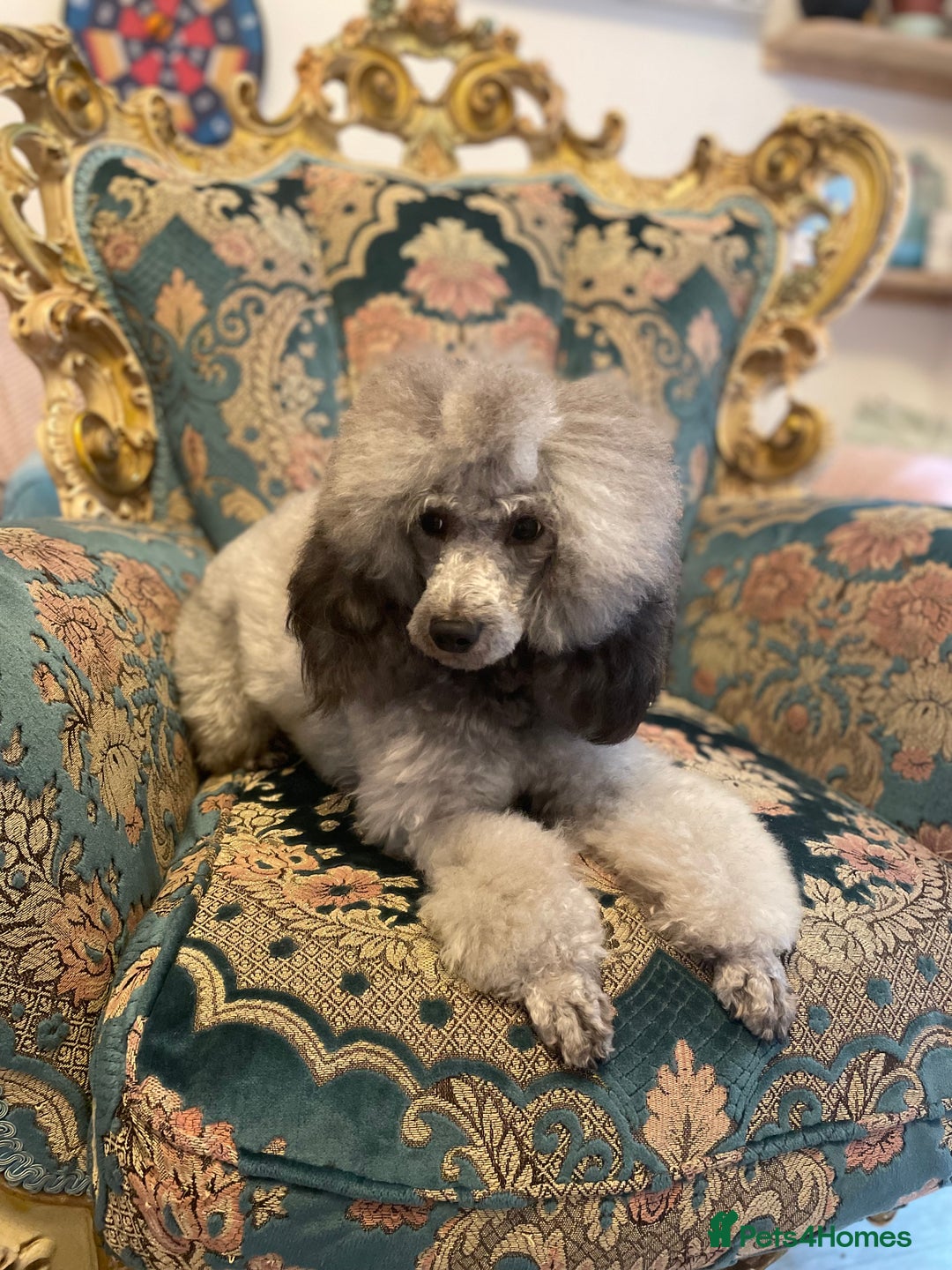 Miniature Poodle dogs for stud: Mister Kent Merlin silver miniature Poodle Stud in London - Advert 3