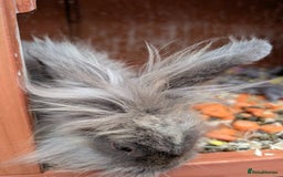 Lionhead rabbits for sale: Lion head baby's  - Image 3