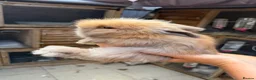 Angora rabbits for sale: Angora collection Ready - Advert 31