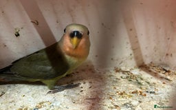 Lovebirds birds for sale: Lovebird for sale, all in good health  - Advert 3