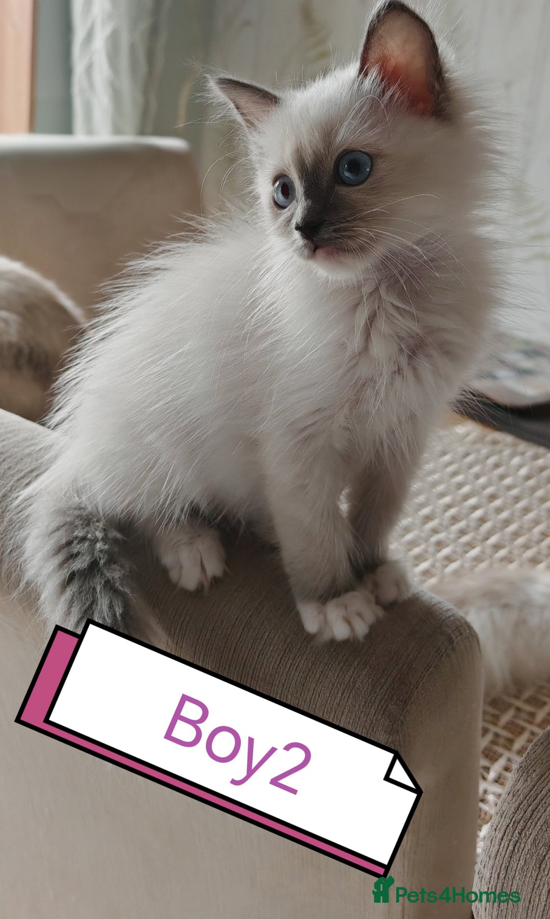 Ragdoll cats for sale: The last three cuddles - Image 11