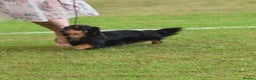 Dachshund dogs for stud: Quality miniature long hair dachshund for stud  in Saint Austell - Advert 14