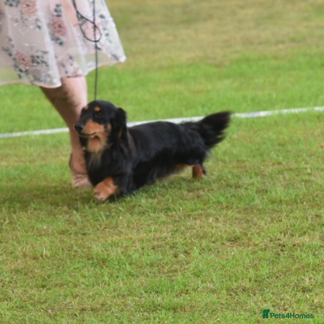 Dachshund dogs for stud: Quality miniature long hair dachshund for stud  in Saint Austell - Advert 14