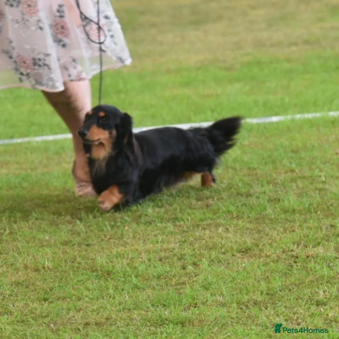 Dachshund dogs for stud: Quality miniature long hair dachshund for stud  in Saint Austell - Advert 14