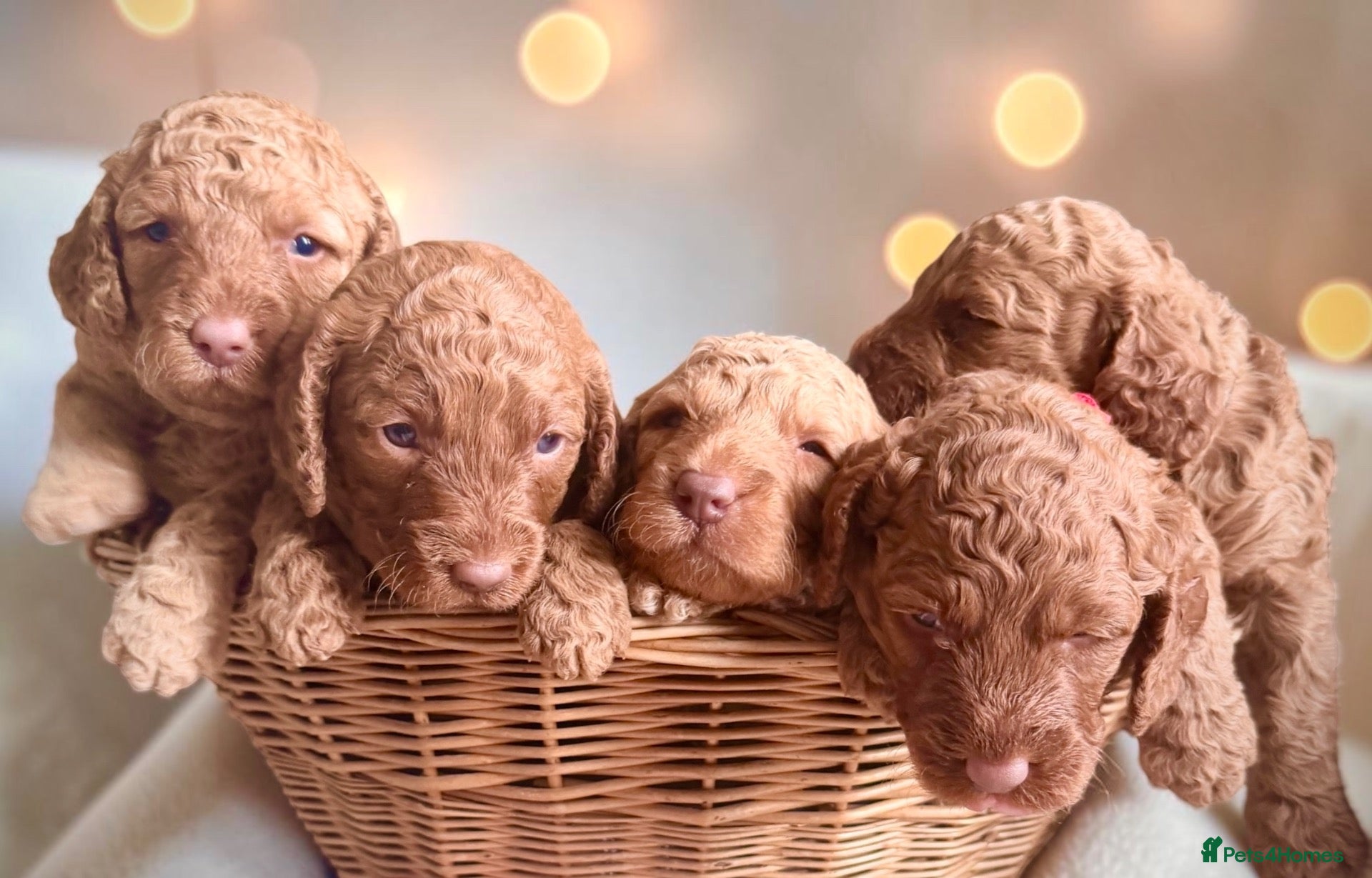 Cockapoo dogs Extensively health checked cockapoo puppies   - Advert 1