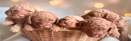Cockapoo dogs for sale: Extensively health checked cockapoo puppies   - Advert 1
