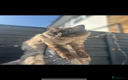 Ragdoll cats for stud: Ragdoll stud  - Image 1