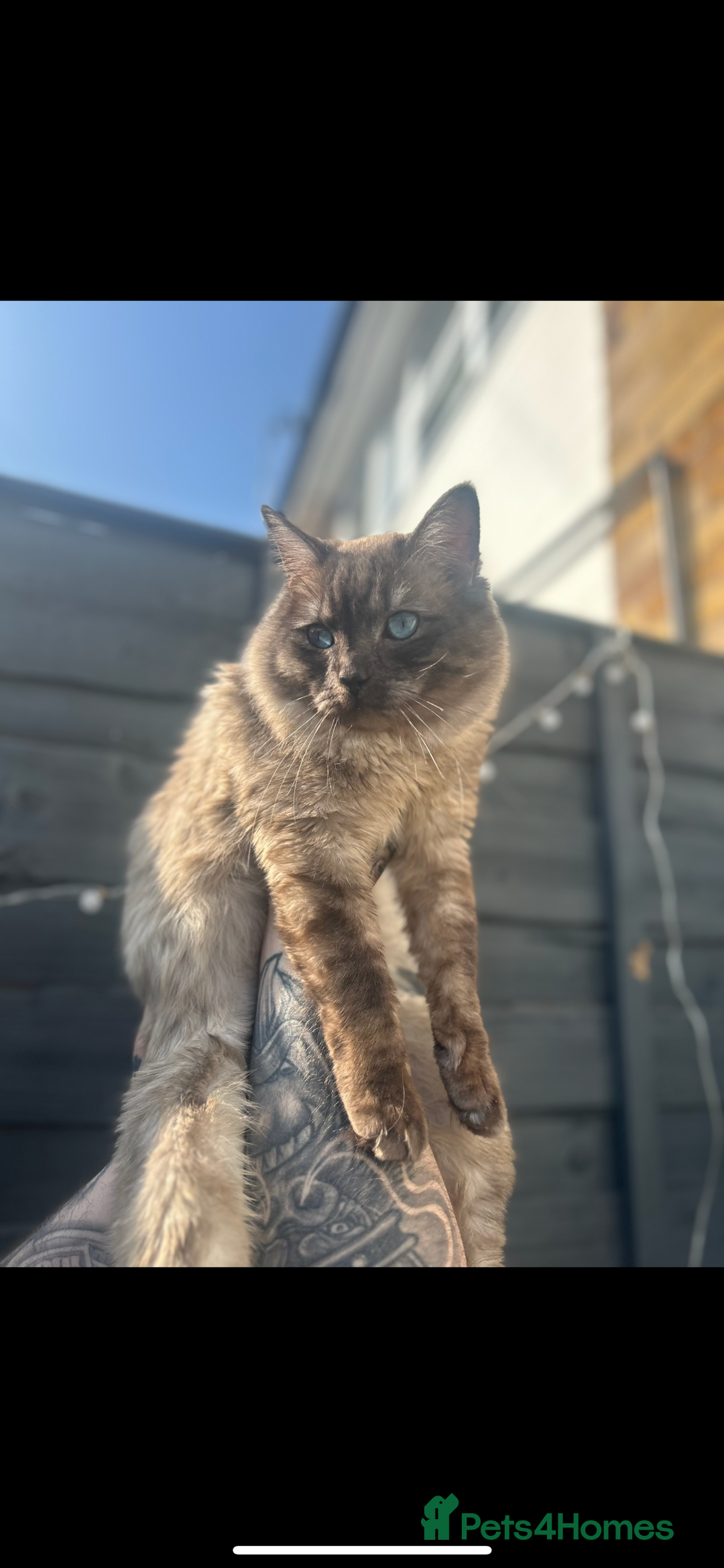 Ragdoll cats for stud: Ragdoll stud  - Image 1