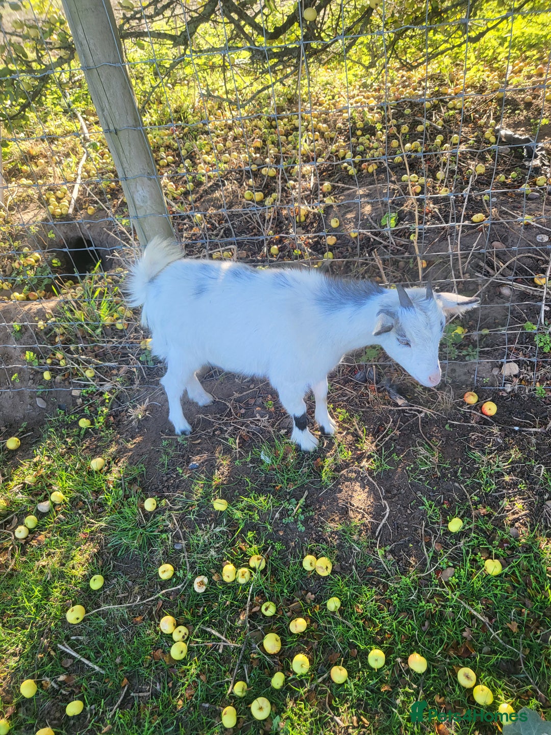 Goats livestock for sale: NIGERIAN DWARF BILLY GOAT - Image 5