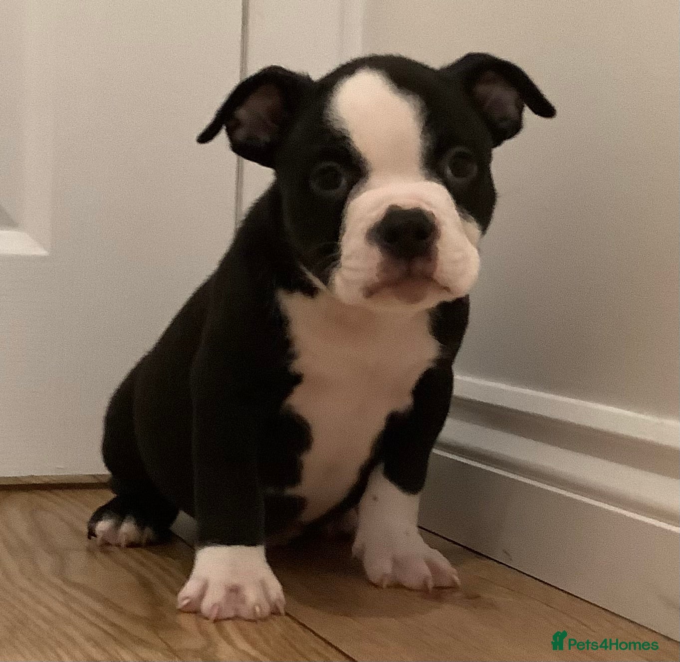 American Bully dogs Ready now! ABKC pocket bullies for sale.  - Advert 8