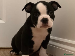 American Bully dogs Ready now! ABKC pocket bullies for sale. - Advert 8