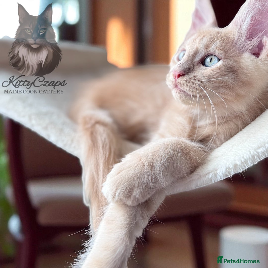 Maine Coon cats for sale: 🌟🌟Beautiful Maine Coon kittens 🌟🌟 - Image 11