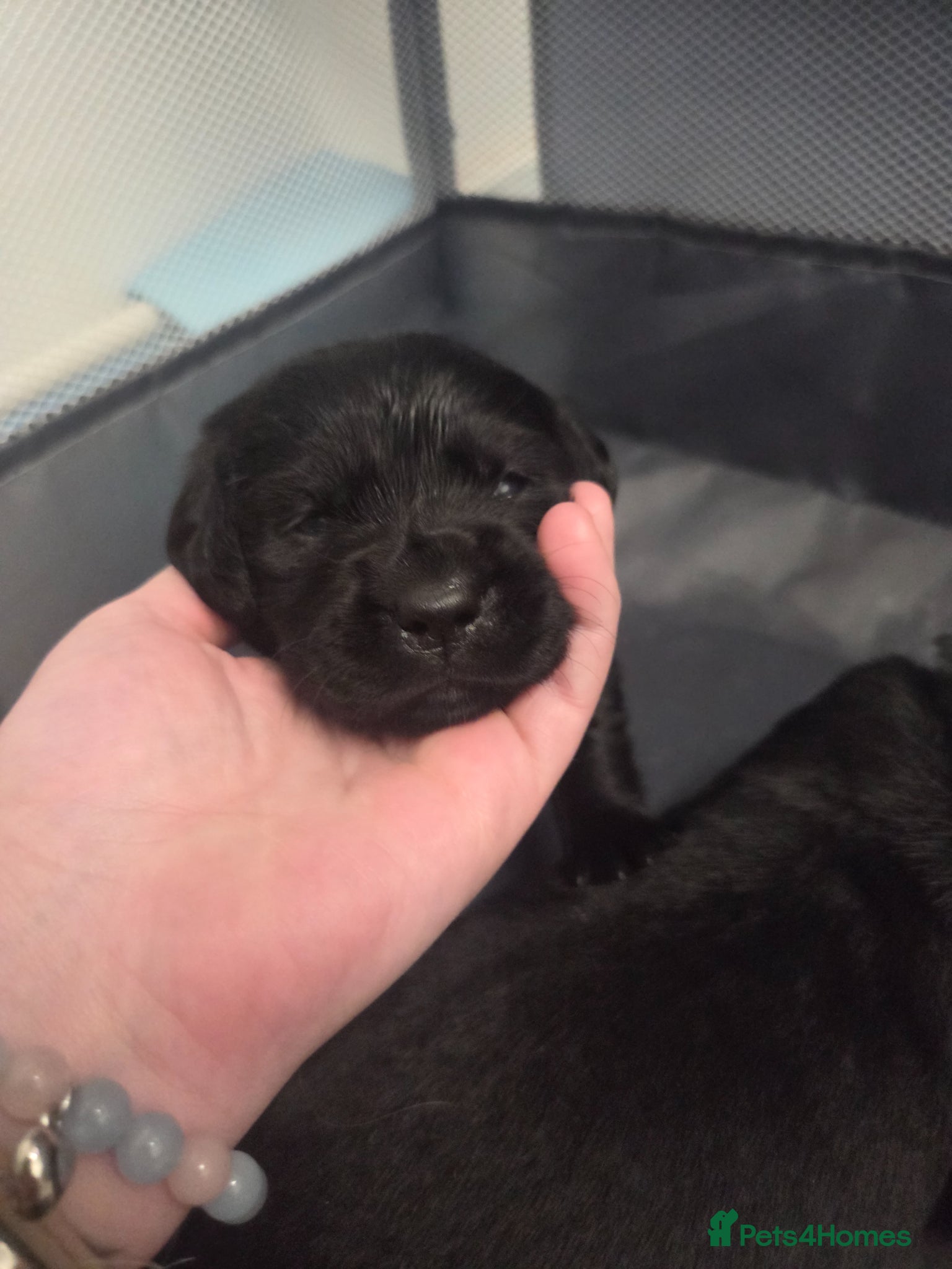 Goldador dogs Beautiful chunky goldador puppies  - Advert 2