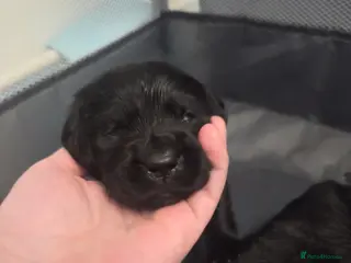 Goldador dogs Beautiful chunky goldador puppies - Advert 2