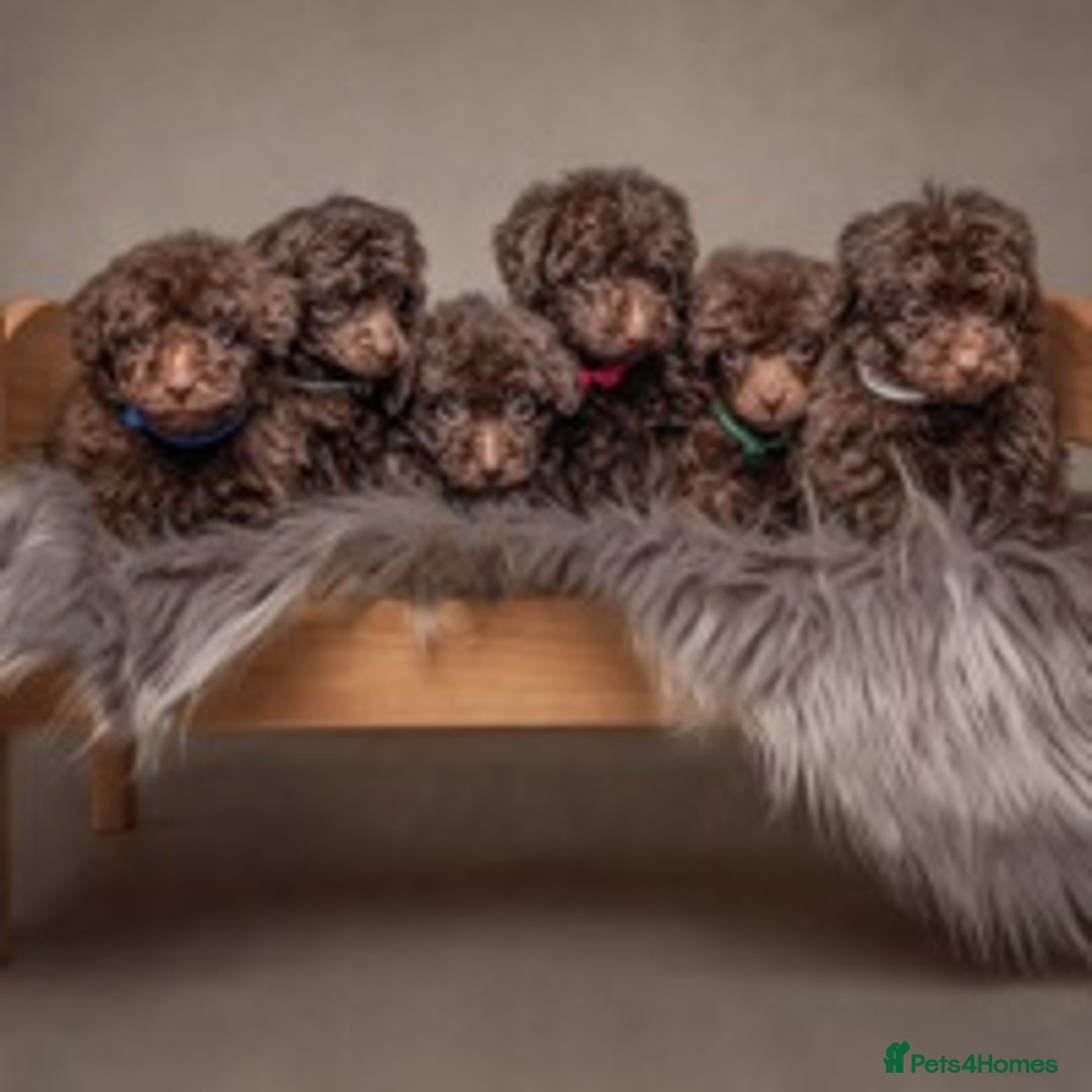 Toy Poodle dogs for stud: Percy KC Chocolate Phantom Toy Poodle Stud in Middlesbrough - Advert 13