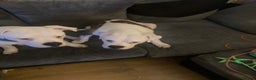 American Bulldog dogs for sale: male 17wk old american bulldog puppys - Advert 2