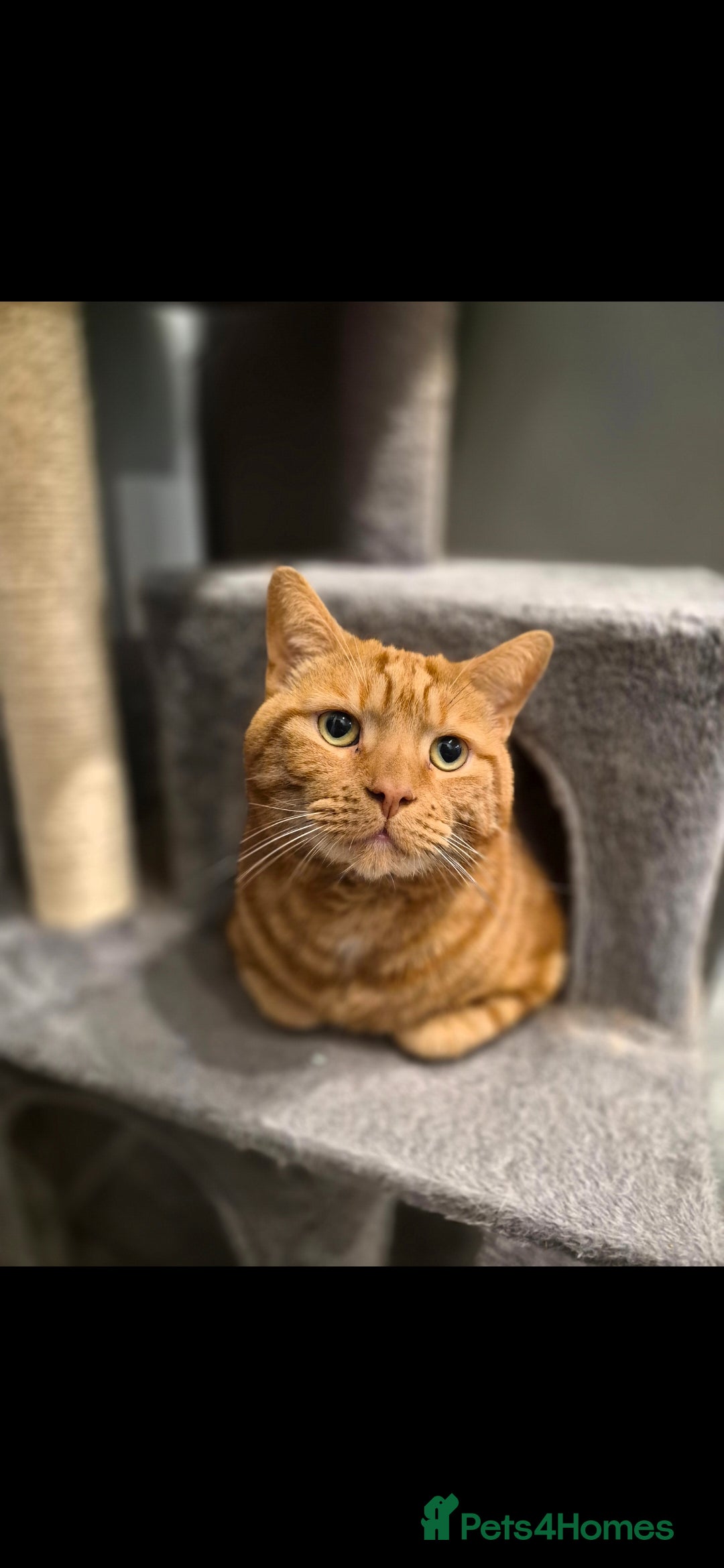 Mixed Breed cats for sale: X2 cats  **   - Advert 5