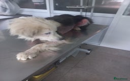 Mixed Breed dogs for adoption: BLUE3 - a lovely boy for a Loving Home - Image 15