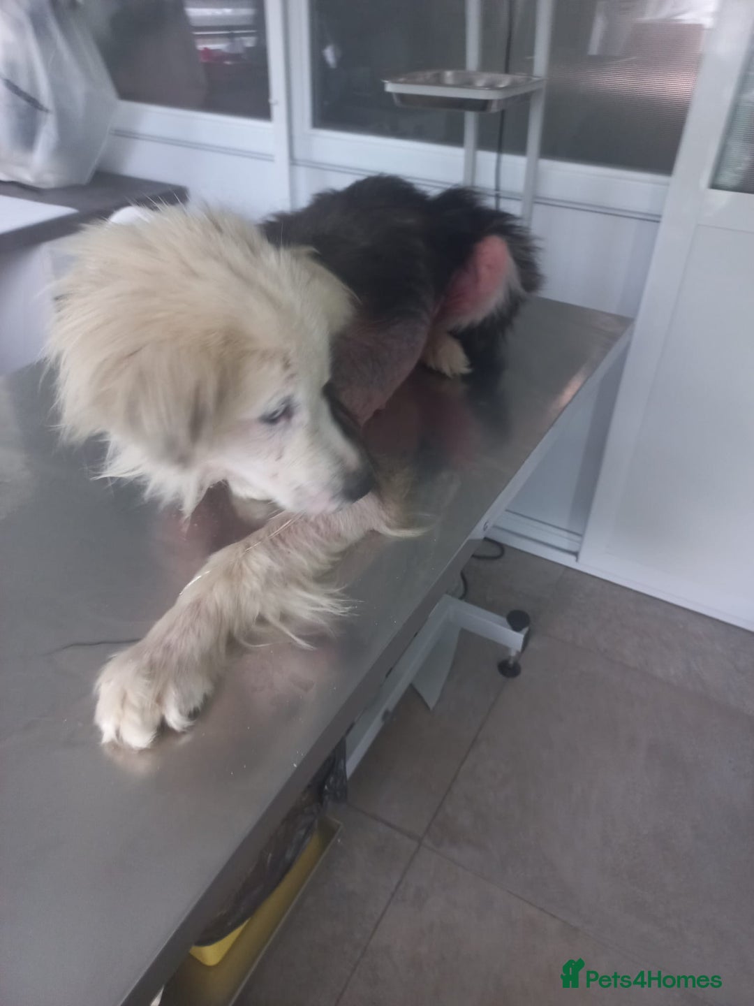 Mixed Breed dogs for adoption: BLUE3 - a lovely boy for a Loving Home - Image 15