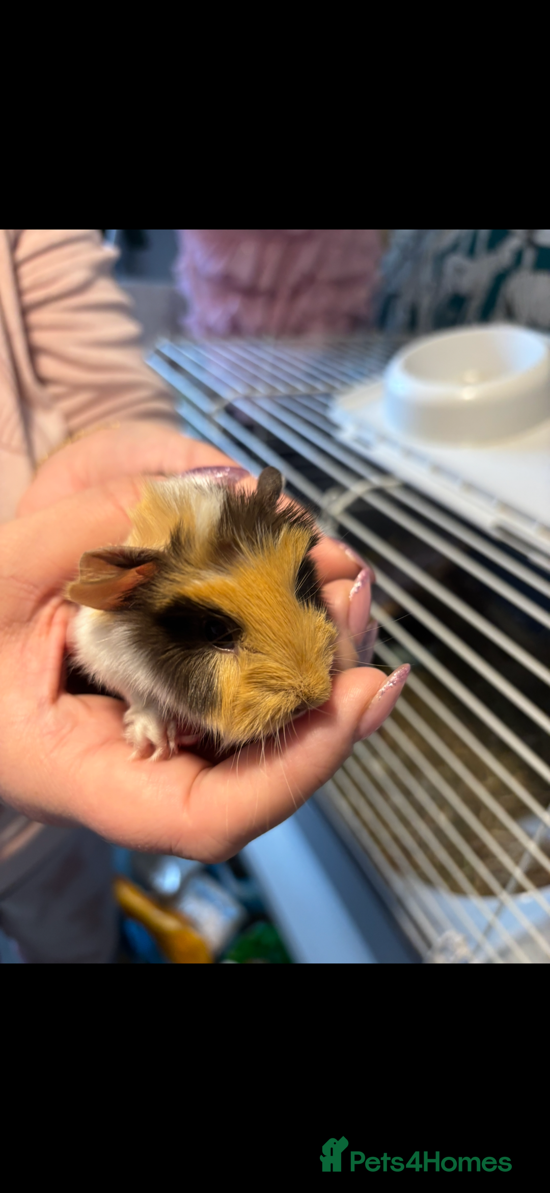 Guinea Pig rodents for sale: 4 boy baby guinea pigs - ready 4th Feb onwards - Advert 2