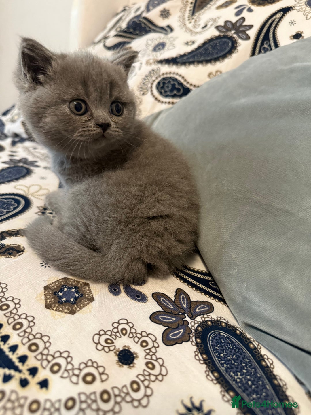 British Shorthair cats for sale: Female British short hair - Advert 8