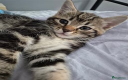 Mixed Breed cats for sale: 4 lovly kittens - Image 4
