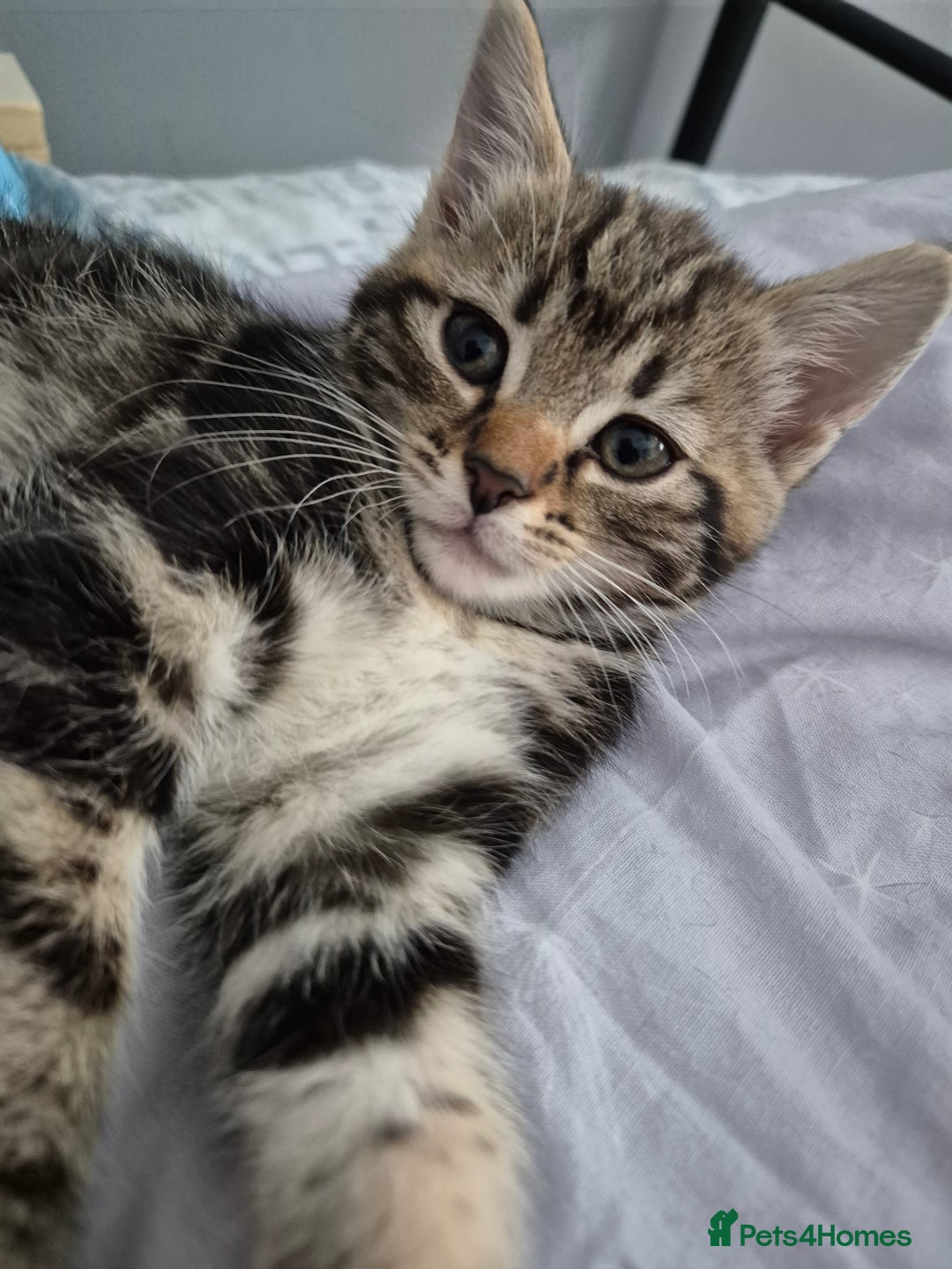 Mixed Breed cats for sale: 4 lovly kittens - Image 4