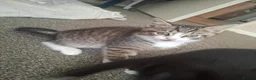 Mixed Breed cats for sale: Kittens for sale  - Advert 6