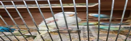 Budgerigars birds for sale: Beautiful Baby Budgies for sale. - Advert 10