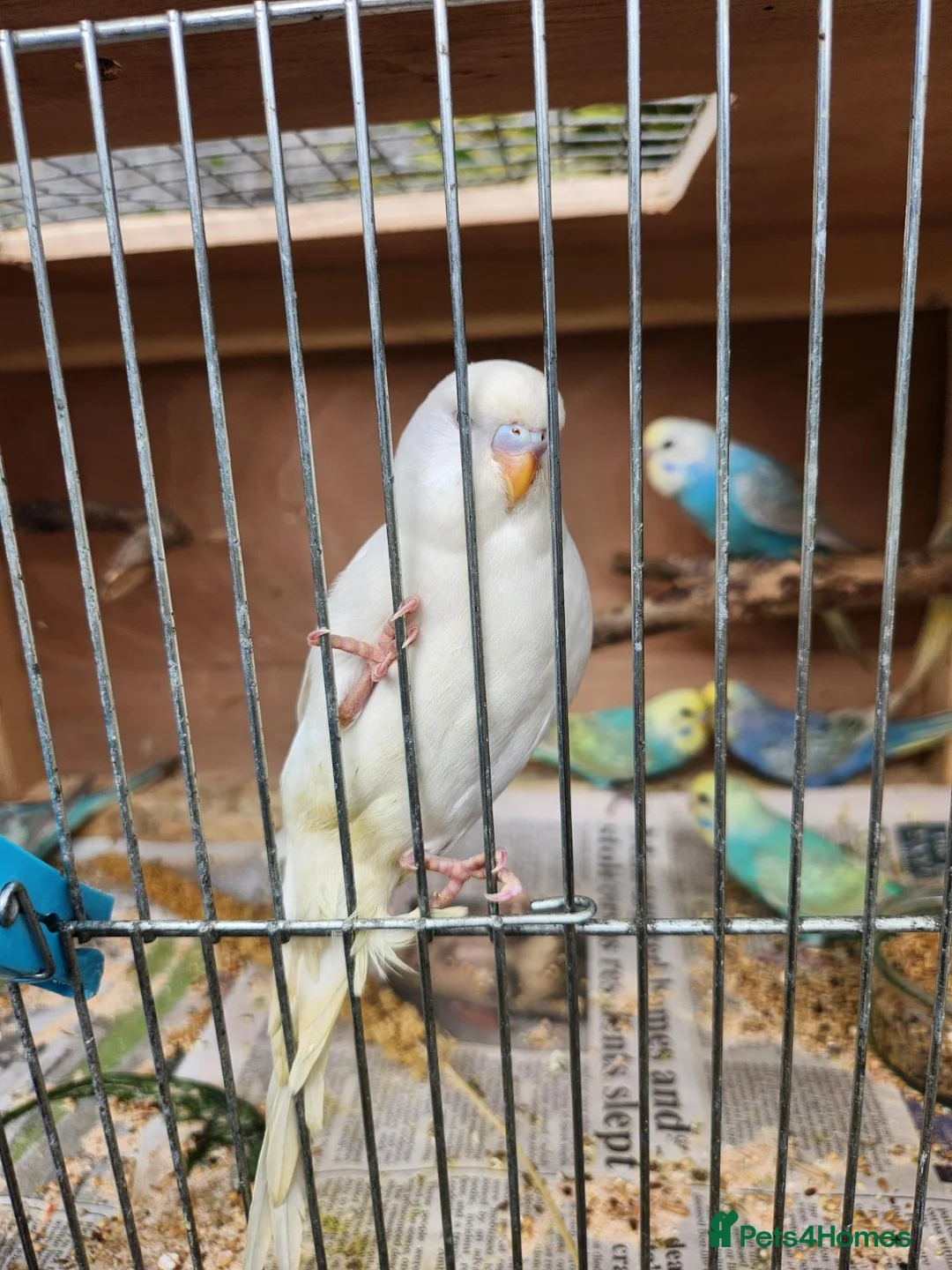 Budgerigars birds for sale: Beautiful Baby Budgies for sale. - Advert 10