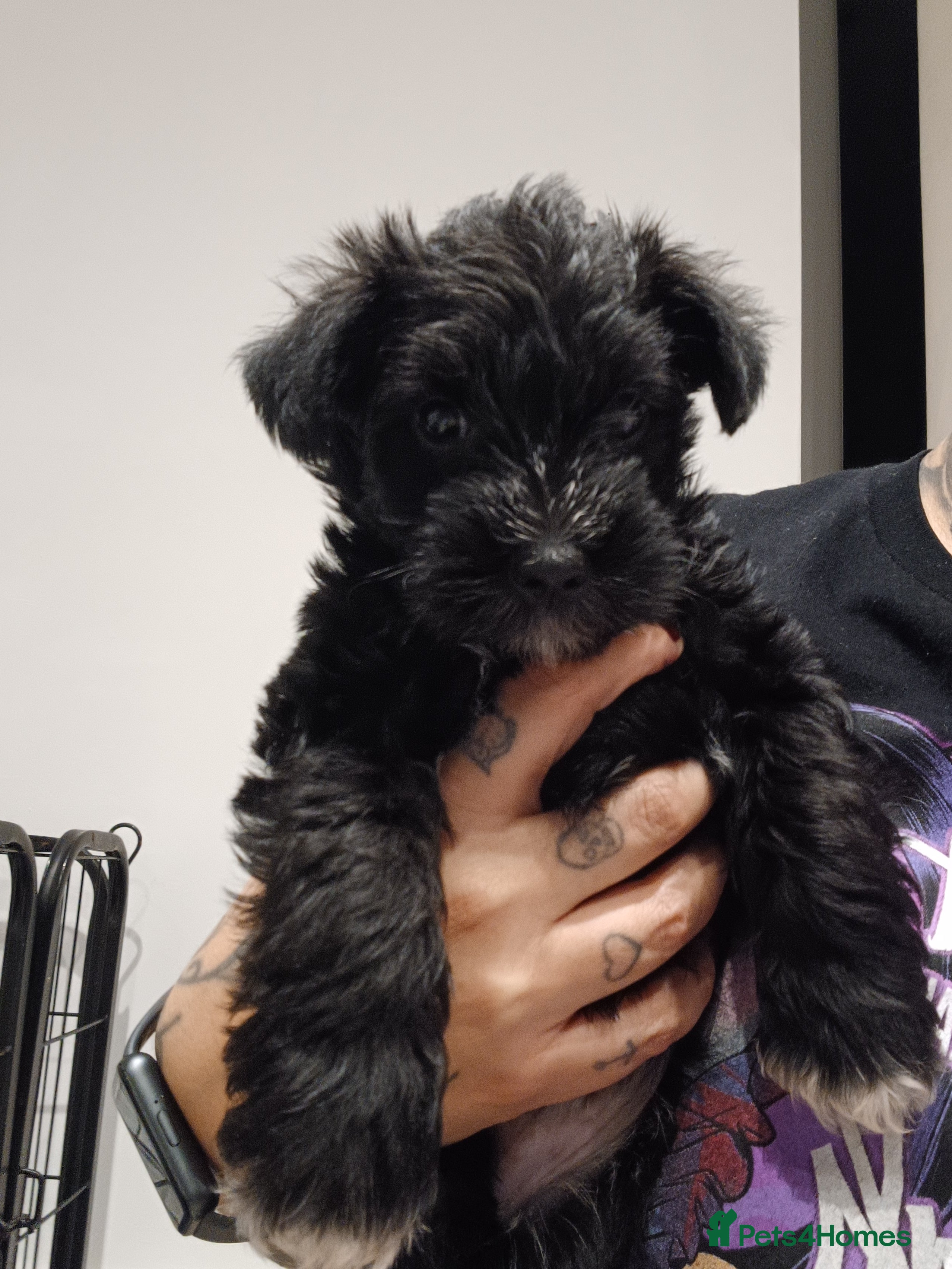 Miniature Schnauzer dogs LAST PUP Reduced - Miniature Schnauzers  - Advert 1