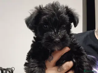 Miniature Schnauzer dogs LAST PUP Reduced - Miniature Schnauzers - Advert 1