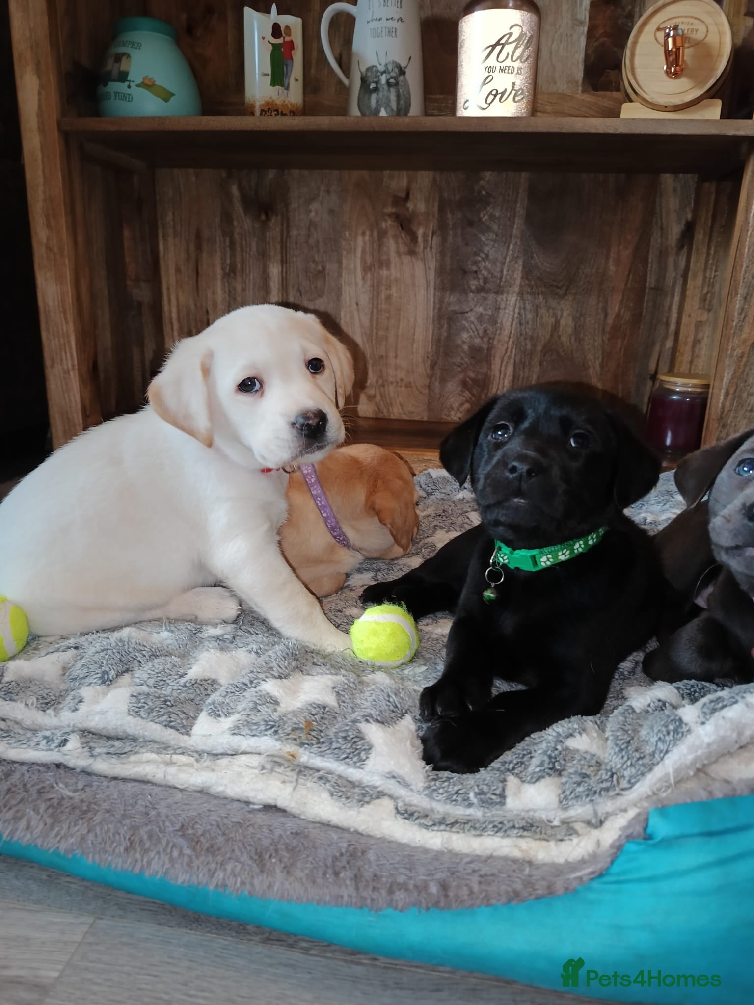 Labrador Retriever dogs 6 stunning Labrador puppies left - Advert 16