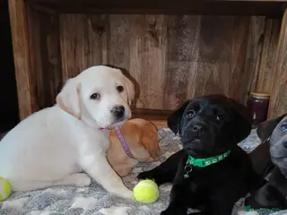 Labrador Retriever dogs 6 stunning Labrador puppies left - Advert 16