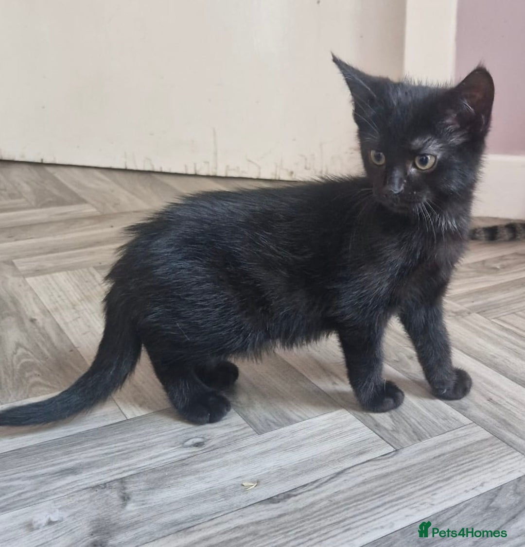 Mixed Breed cats for sale: Black Tabby looking for forever home  - Advert 6