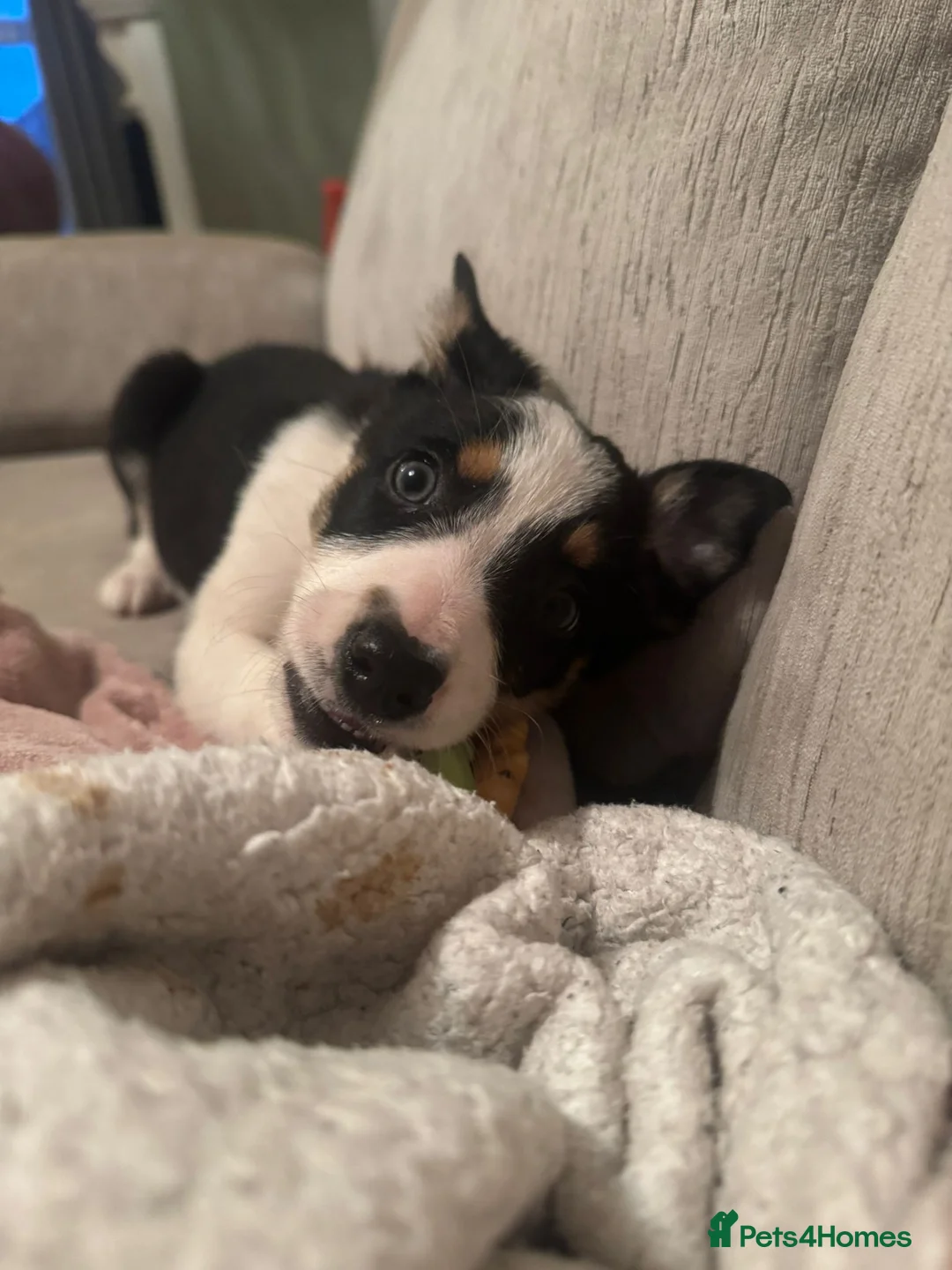 Border Collie dogs for sale: 1 Border Collie Pup - Health tested clear parents - Advert 33