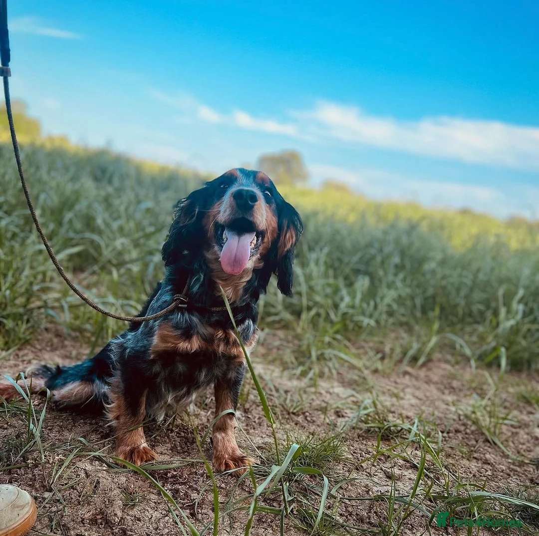 Cocker Spaniel dogs for stud: Blue roan and tan cocker stud dog in Frome - Advert 12