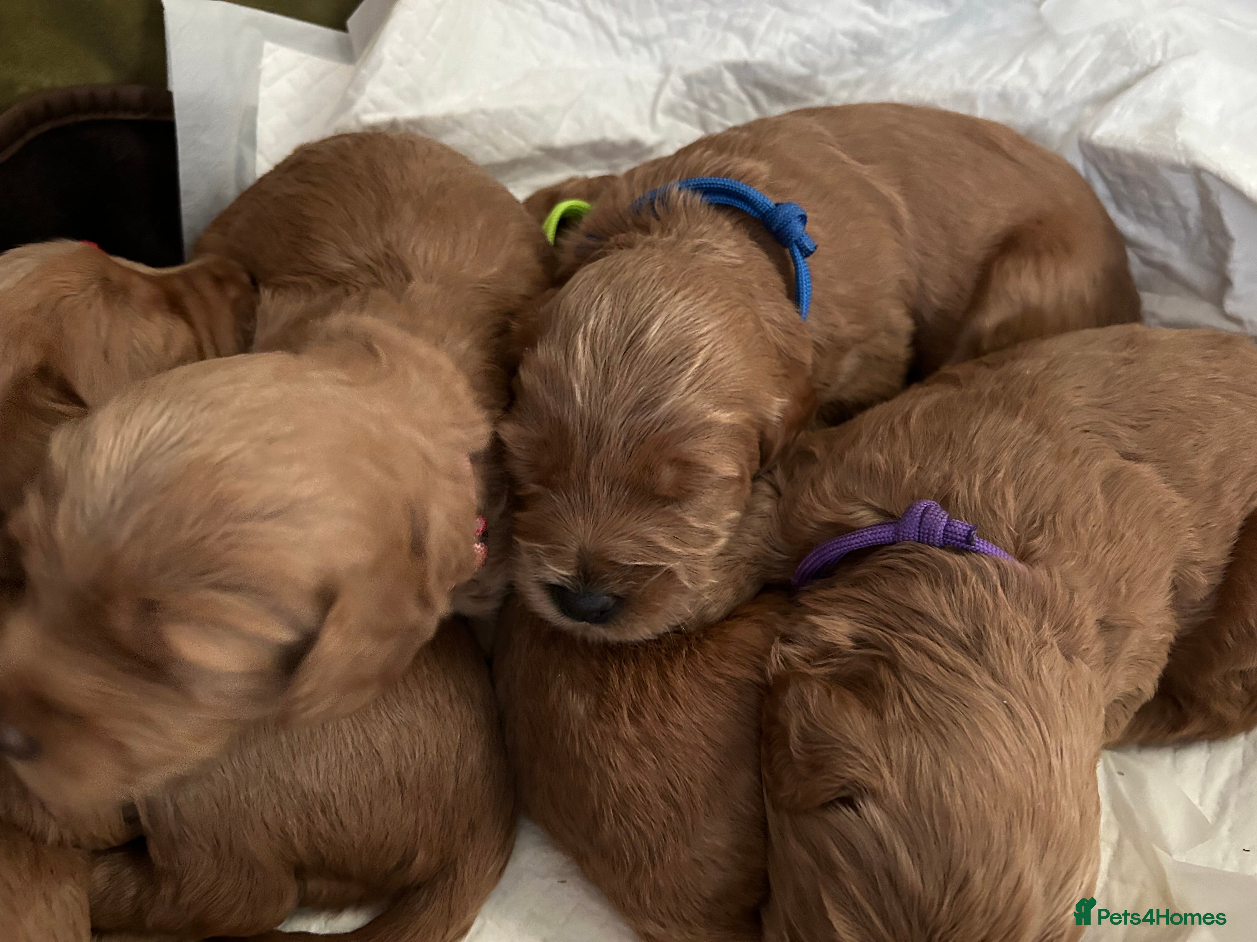 Labradoodle dogs 🥰 Cute Miniature labradoodle Pups 💖💕 - Advert 1