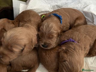 Labradoodle dogs 🥰 Cute Miniature labradoodle Pups 💖💕 - Advert 1
