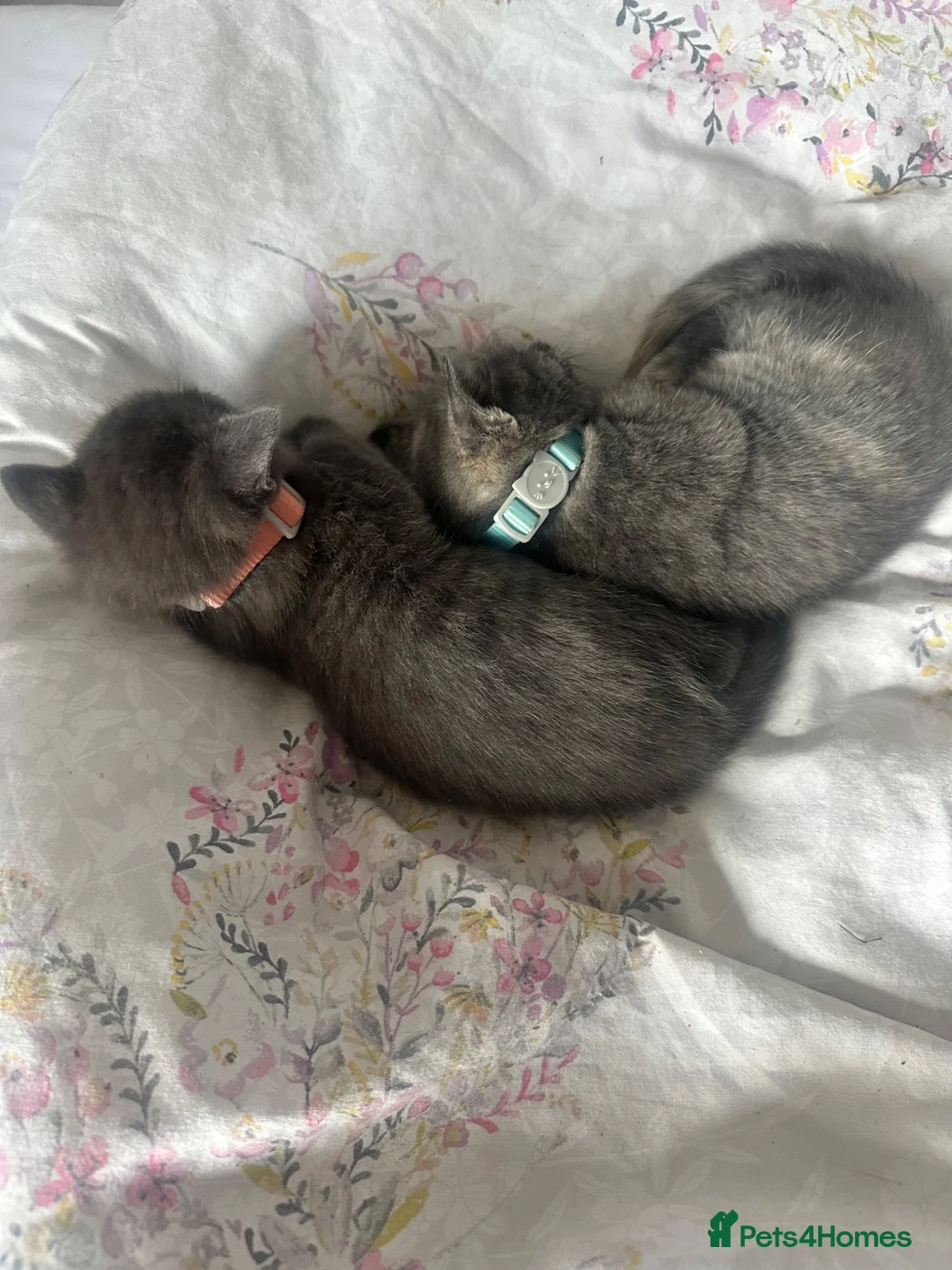Mixed Breed cats for sale: 2x female kittens - Advert 2