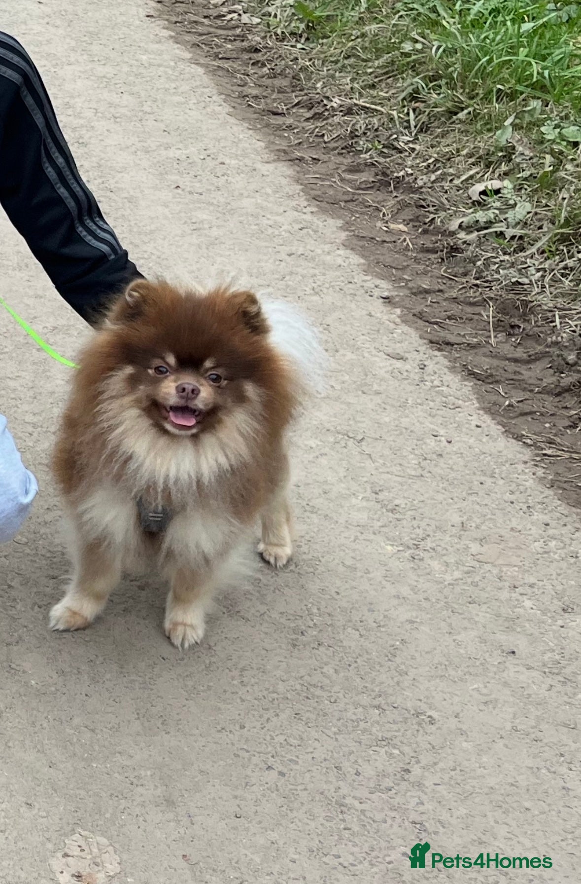 Pomeranian dogs Rare lilac girl. Choc girl. Choc&tan boy - Advert 2